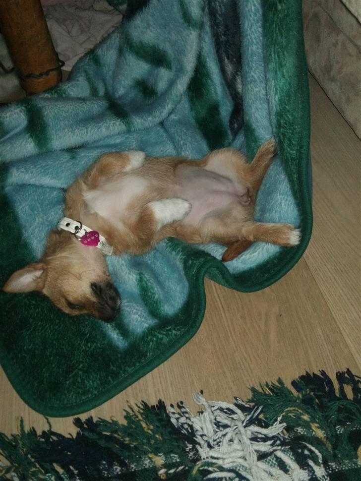 Blanding af racer Freja <3 - Freja sover ;D  billede 7