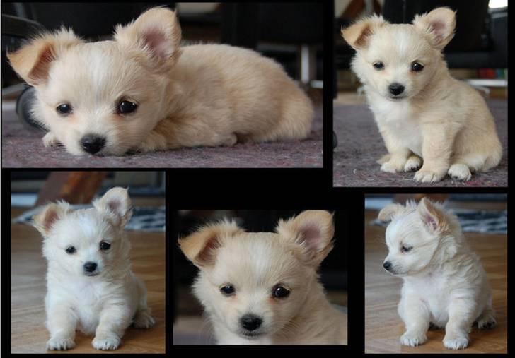 Blanding af racer Vega - Vega 8 uger billede 7