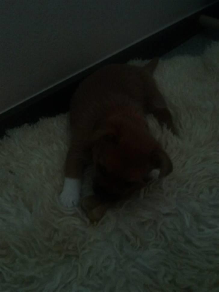 Blanding af racer Freja <3 billede 8