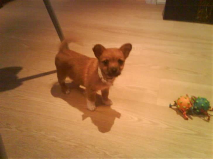 Blanding af racer Freja <3 billede 9