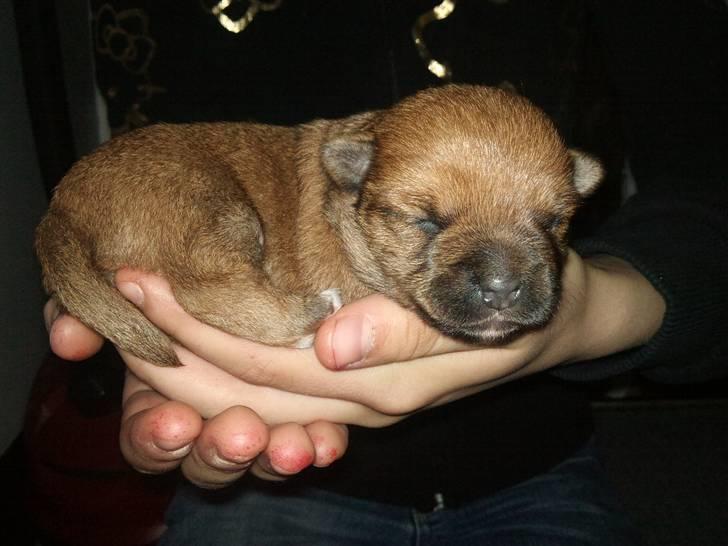 Blanding af racer Freja <3 billede 10