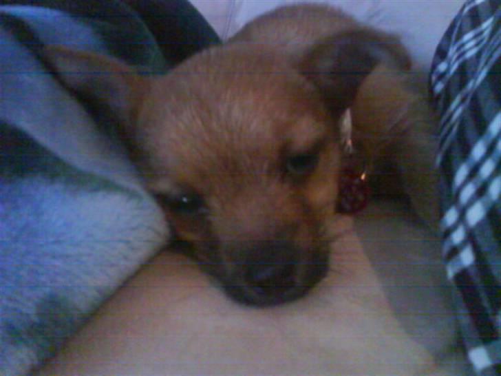 Blanding af racer Freja <3 billede 11