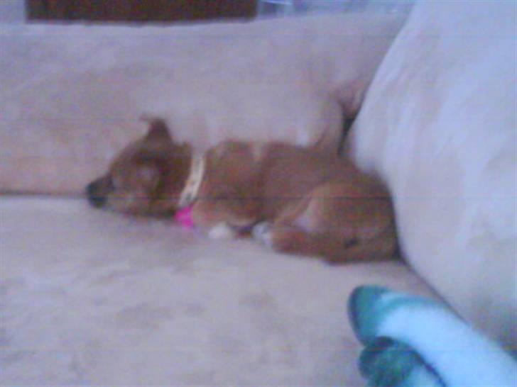 Blanding af racer Freja <3 billede 12