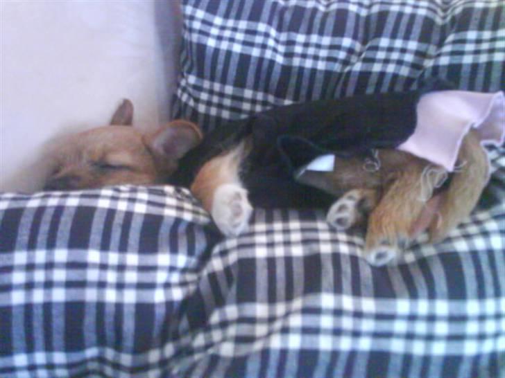 Blanding af racer Freja <3 - Sådan sover man altså meget bedre;D billede 13