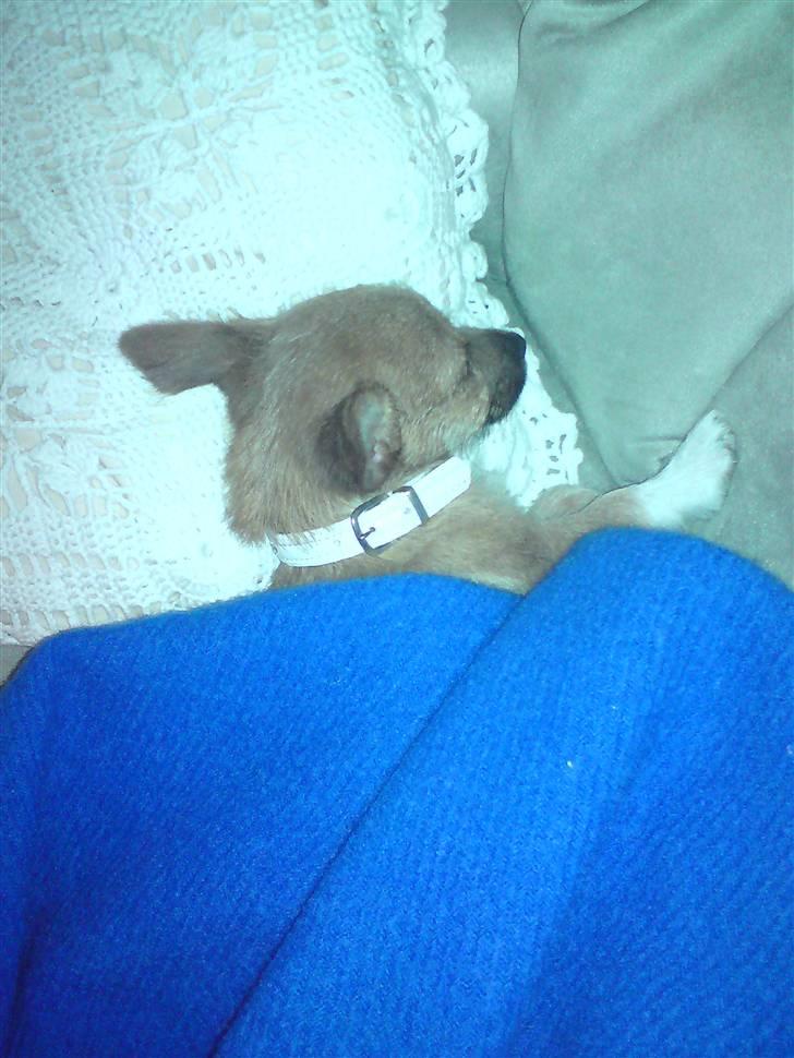 Blanding af racer Freja <3 - Freja sover hjemme ved morfar og mormor billede 14