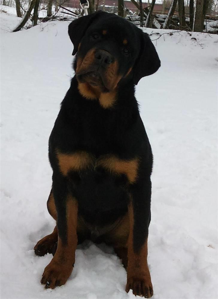 Rottweiler Kean of Nicolas Lion billede 14