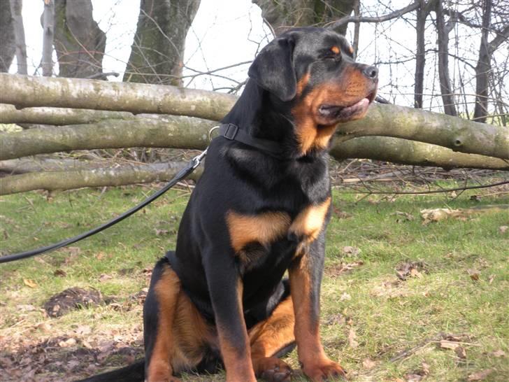 Rottweiler Kean of Nicolas Lion billede 15