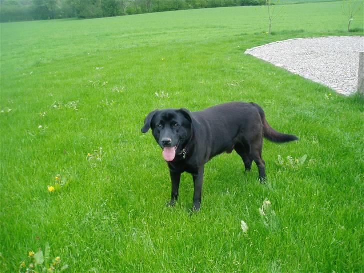 Labrador retriever LABAN (*aflivet*) 2010. billede 12