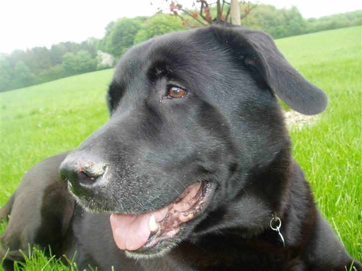 Labrador retriever LABAN (*aflivet*) 2010. billede 13