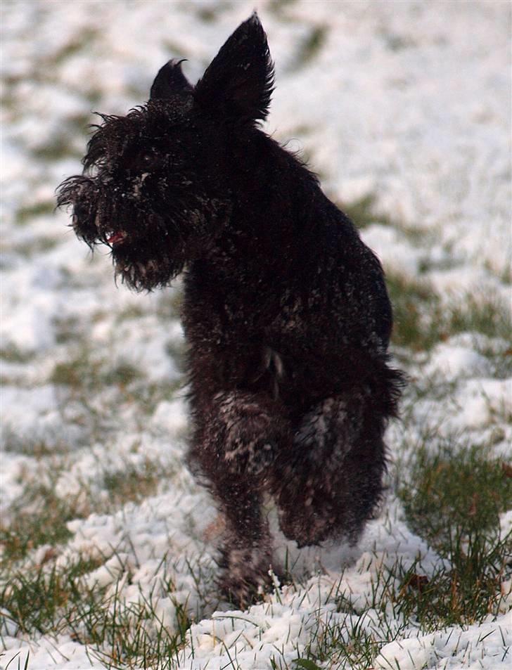 Dvaergschnauzer Sváva's Galaxy - Thriffyn - Thriffyn er dygtig til at se underlig ud :-) billede 7