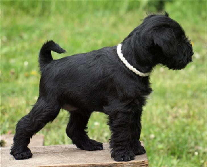 Dvaergschnauzer Sváva's Galaxy - Thriffyn billede 8