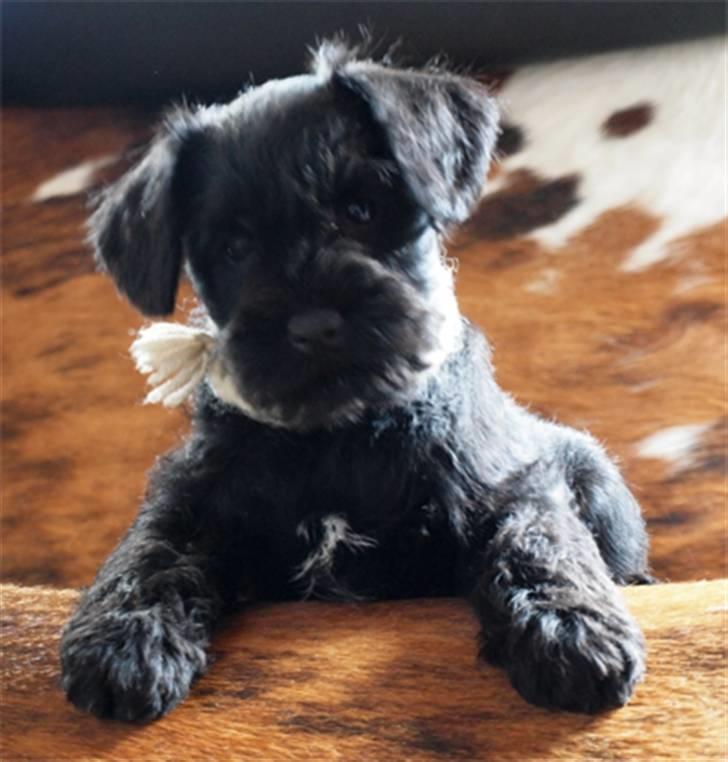 Dvaergschnauzer Sváva's Galaxy - Thriffyn billede 9