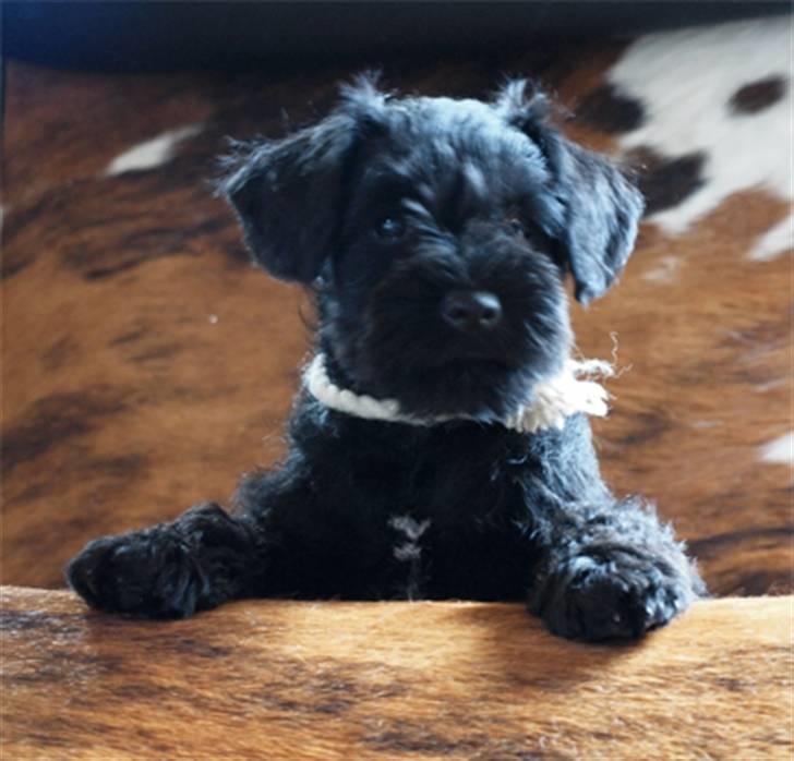 Dvaergschnauzer Sváva's Galaxy - Thriffyn billede 10