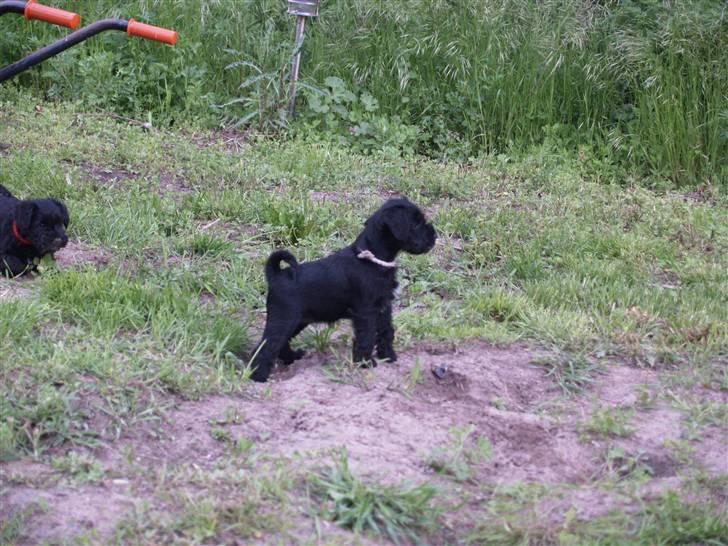 Dvaergschnauzer Sváva's Galaxy - Thriffyn billede 11