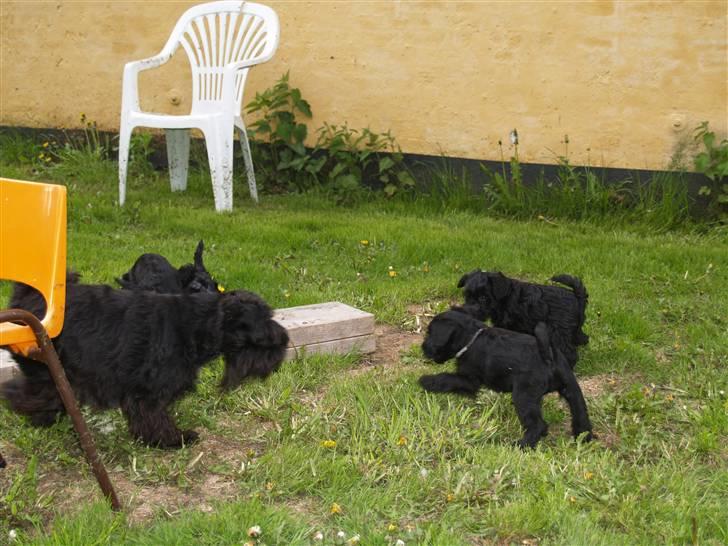 Dvaergschnauzer Sváva's Galaxy - Thriffyn billede 12