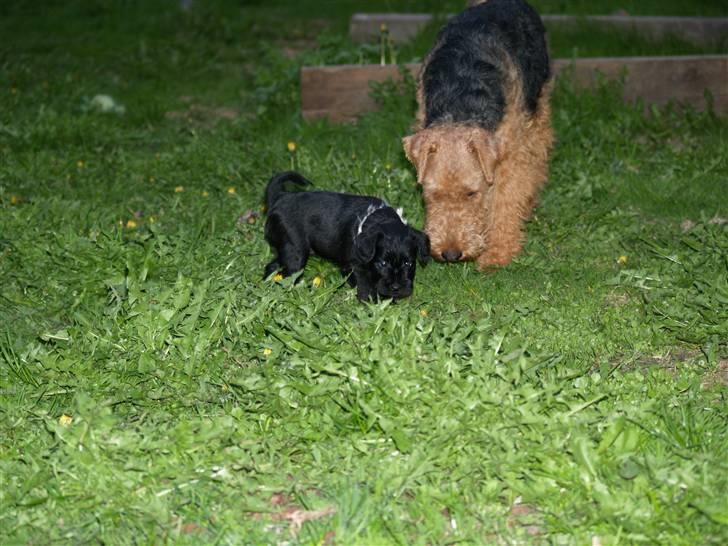 Dvaergschnauzer Sváva's Galaxy - Thriffyn billede 13