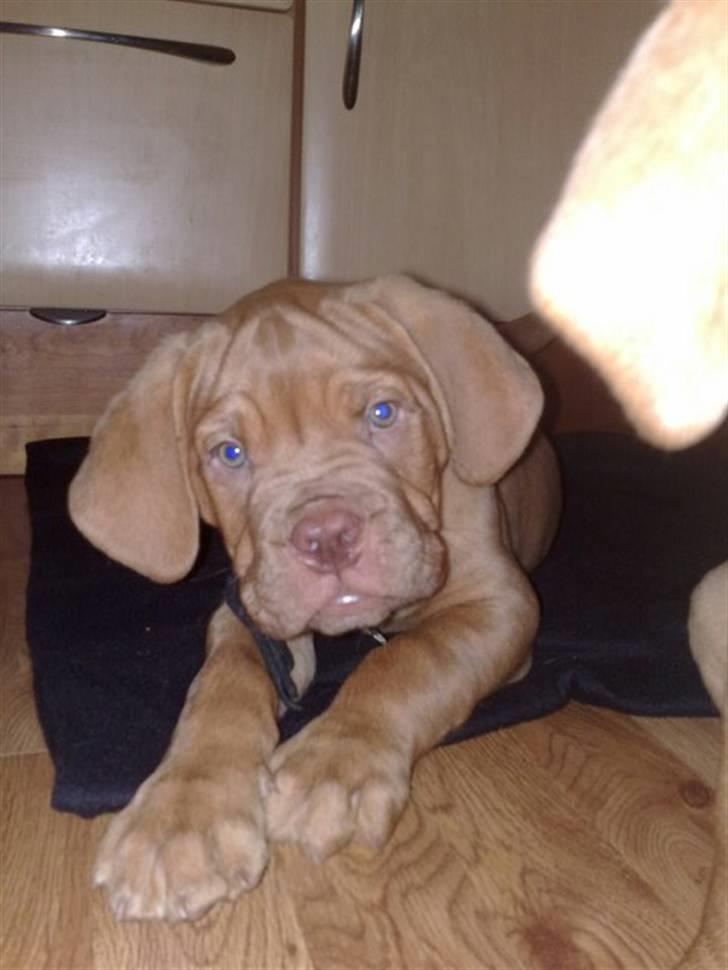 Dogue de bordeaux R.I.P.   KAARE.. billede 1