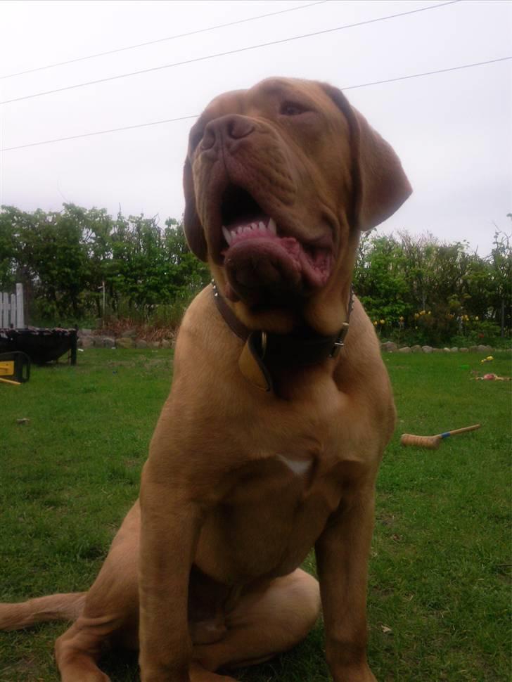 Dogue de bordeaux R.I.P.   KAARE.. billede 2