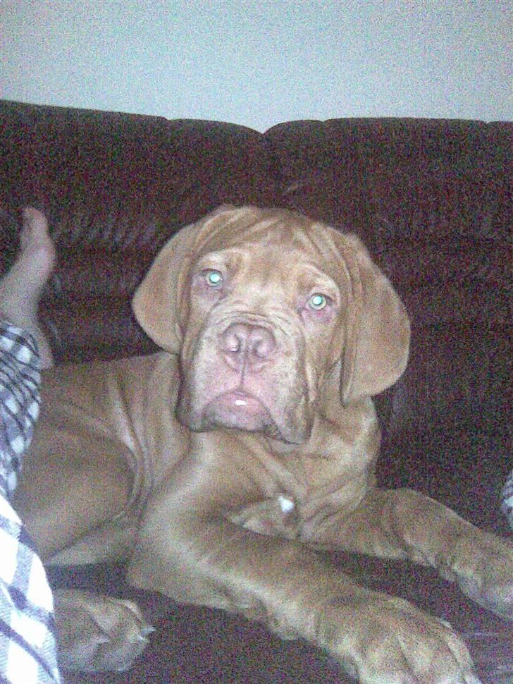 Dogue de bordeaux R.I.P.   KAARE.. billede 3