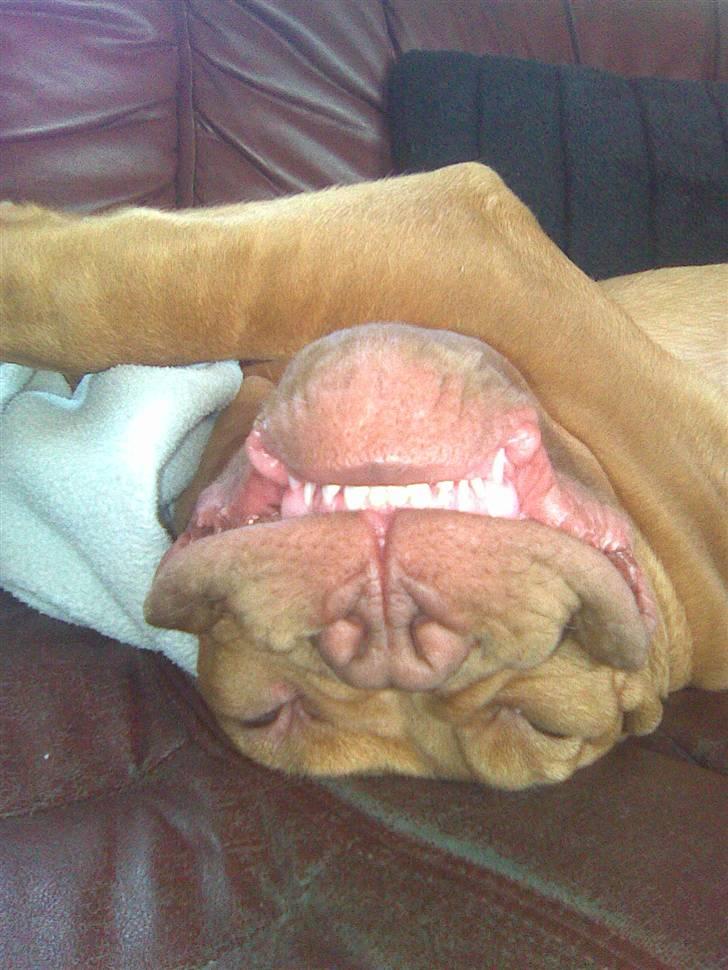 Dogue de bordeaux R.I.P.   KAARE.. billede 4