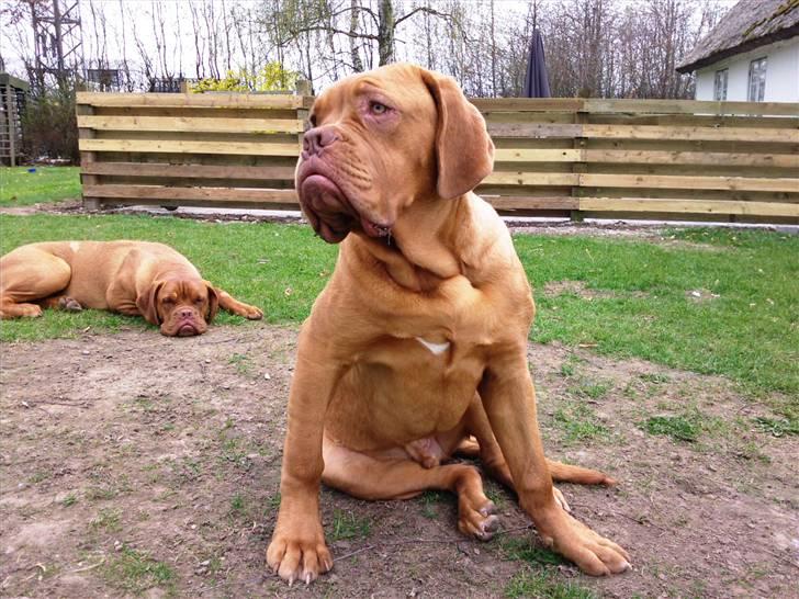Dogue de bordeaux R.I.P.   KAARE.. billede 5