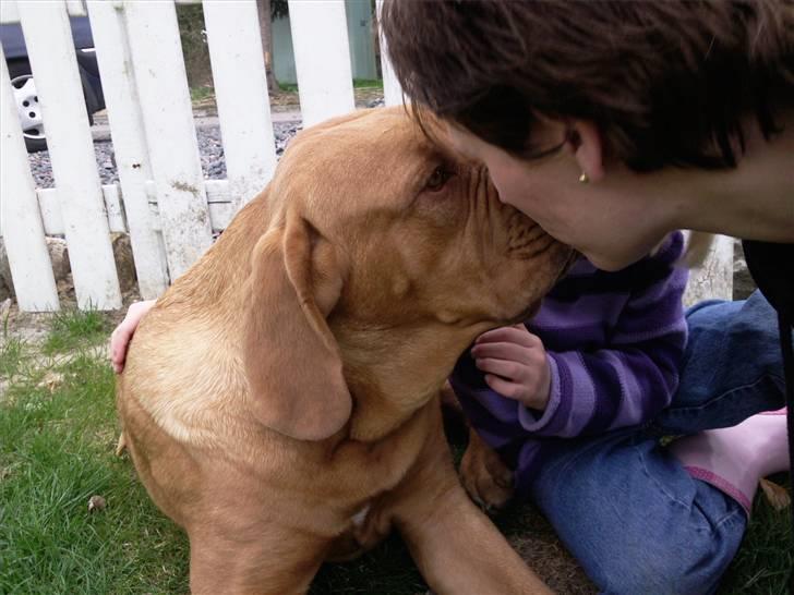 Dogue de bordeaux R.I.P.   KAARE.. billede 6