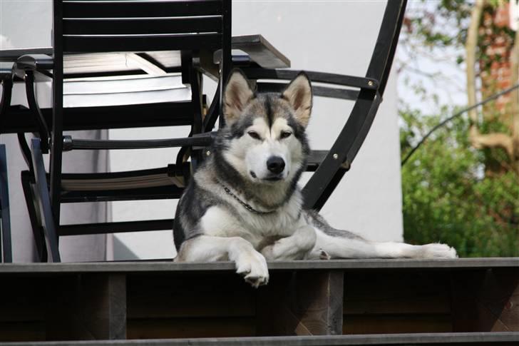 Alaskan malamute Uniq billede 10