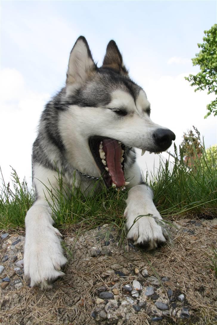 Alaskan malamute Uniq billede 11