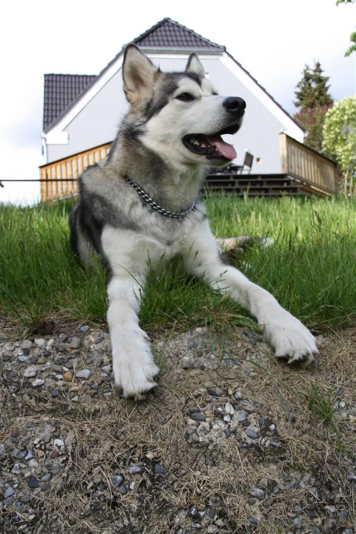 Alaskan malamute Uniq billede 12