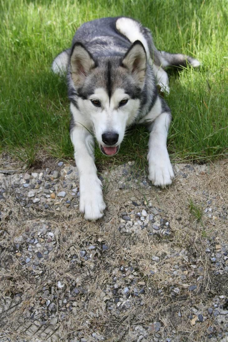 Alaskan malamute Uniq billede 13