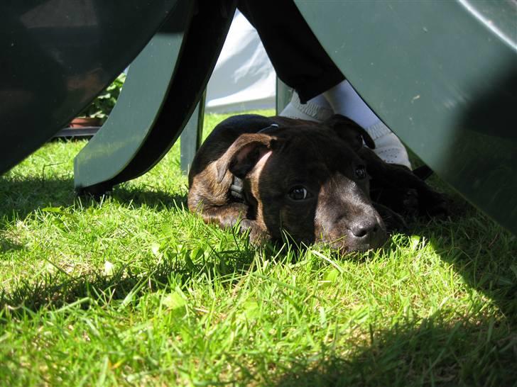 Staffordshire bull terrier Morgan Le Fay Balto/KENZO billede 10