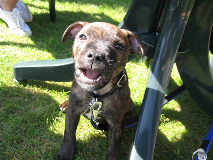 Staffordshire bull terrier Morgan Le Fay Balto/KENZO billede 11