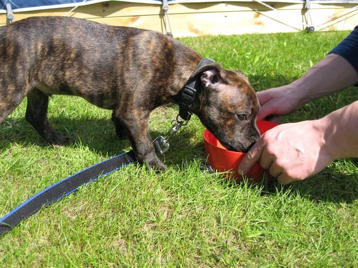 Staffordshire bull terrier Morgan Le Fay Balto/KENZO billede 12