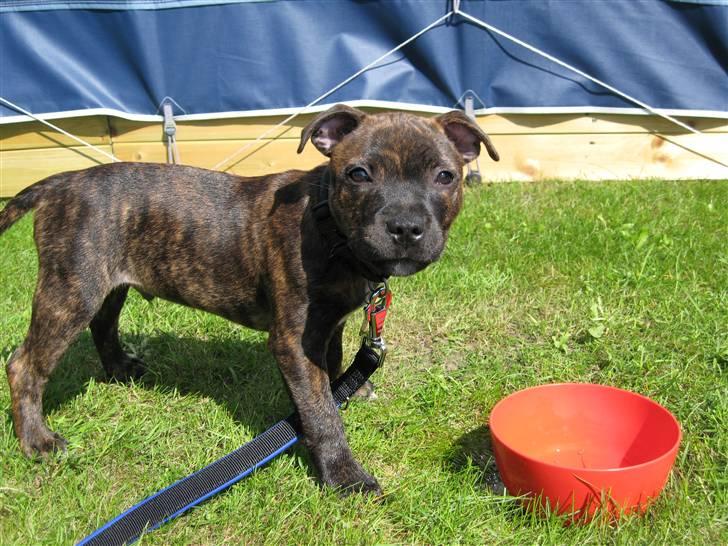 Staffordshire bull terrier Morgan Le Fay Balto/KENZO billede 13