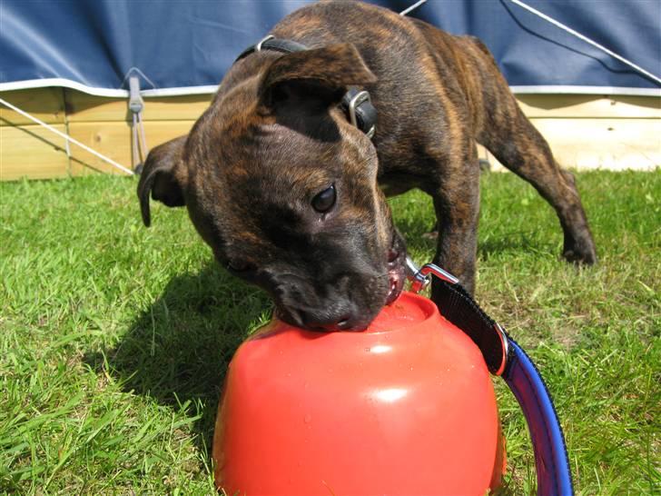 Staffordshire bull terrier Morgan Le Fay Balto/KENZO billede 14