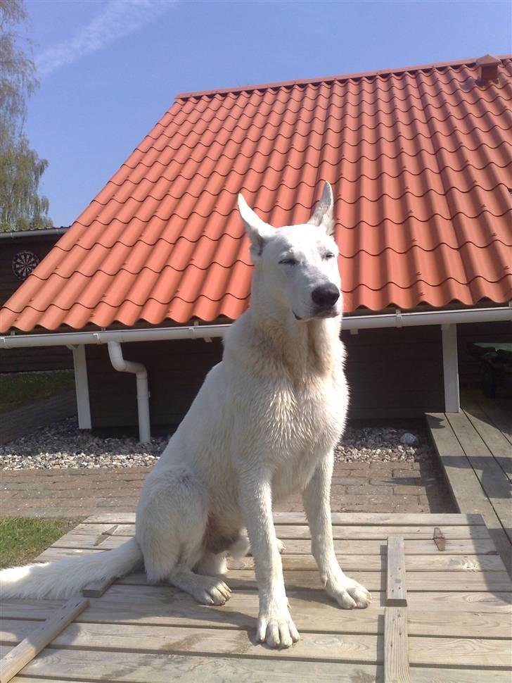 Hvid schæfer Kessler billede 1