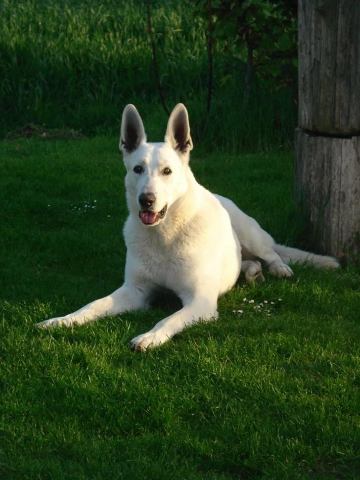 Hvid schæfer Kessler billede 2