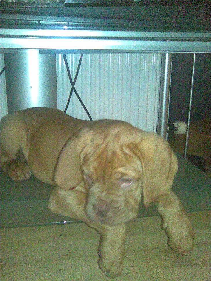 Dogue de bordeaux R.I.P.   KAARE.. billede 7
