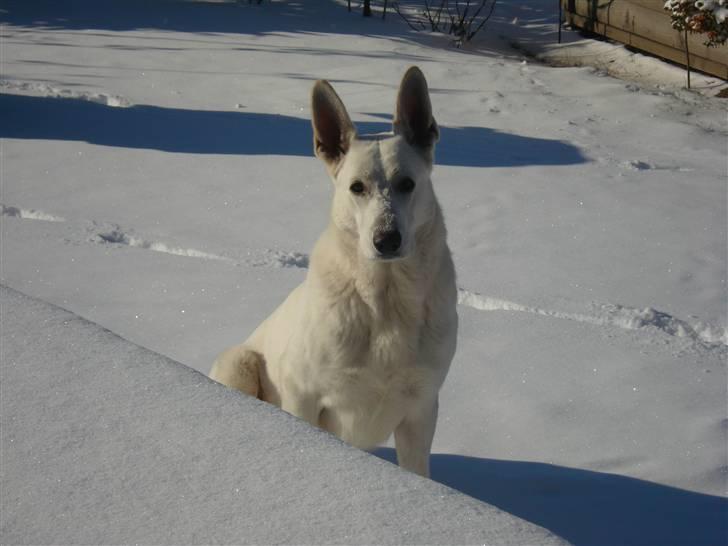 Hvid schæfer Kessler billede 3