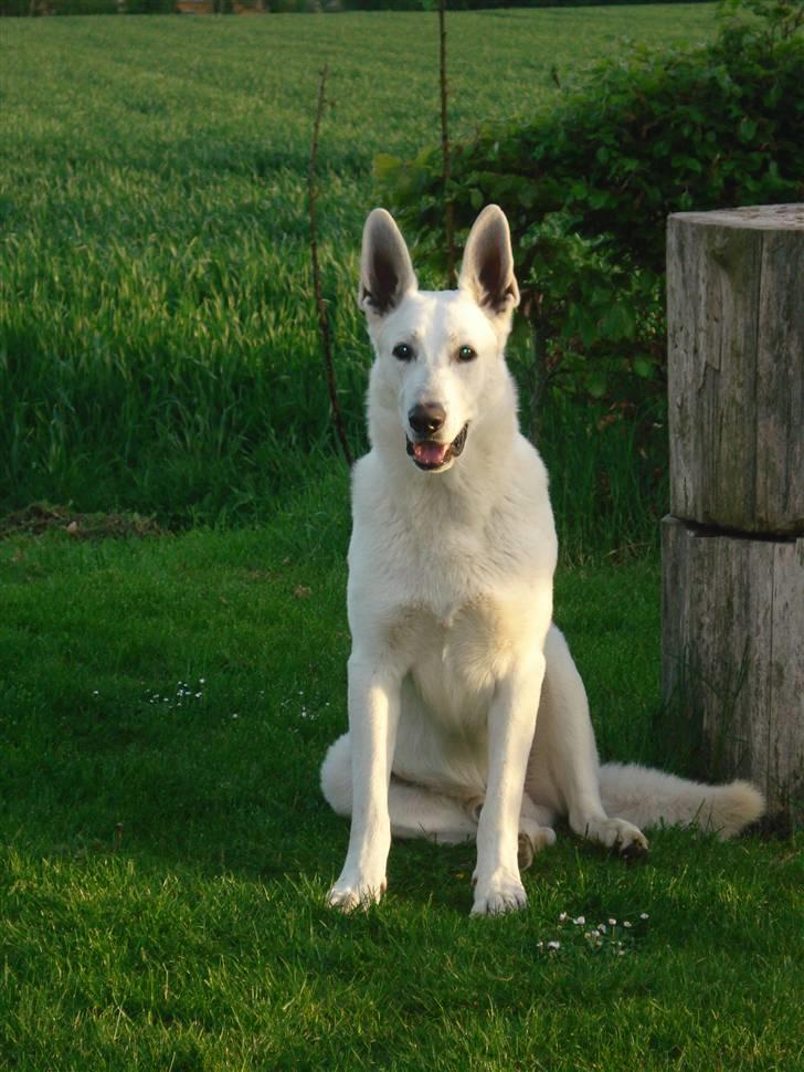 Hvid schæfer Kessler billede 4