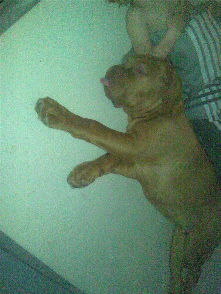 Dogue de bordeaux R.I.P.   KAARE.. billede 8
