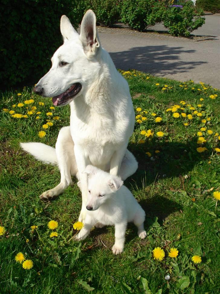 Hvid schæfer Kessler billede 5