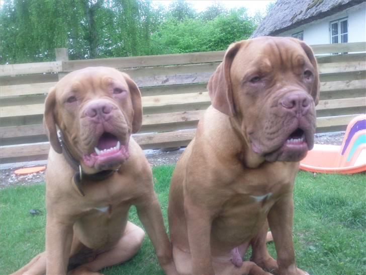 Dogue de bordeaux R.I.P.   KAARE.. billede 9