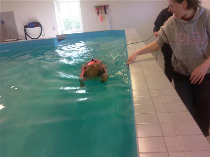 Dogue de bordeaux R.I.P.   KAARE.. billede 10