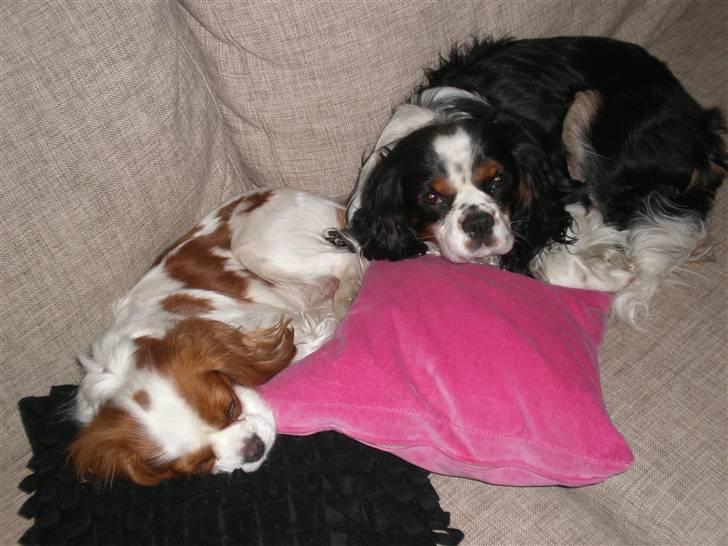 Cavalier king charles spaniel Chicco - R.I.P. smukke Emma. Vi savner dig:-( billede 13