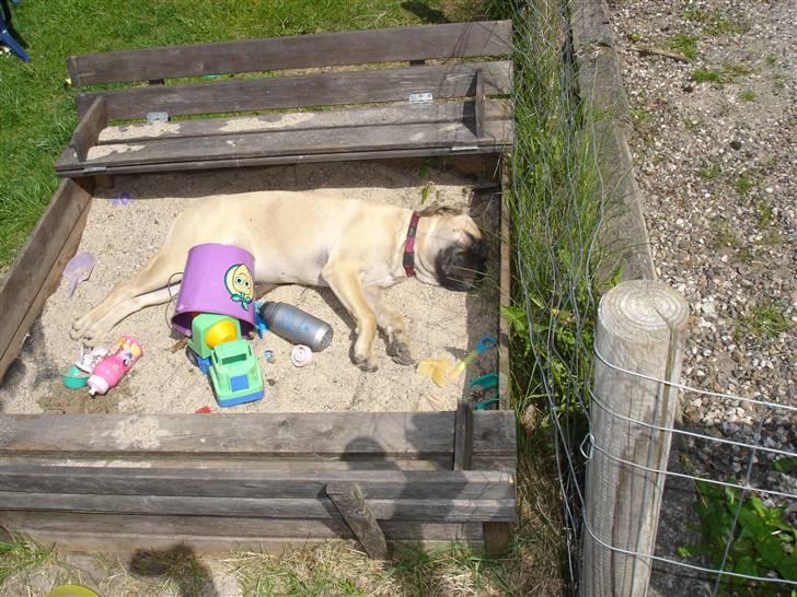 Bullmastiff Kahlua billede 13