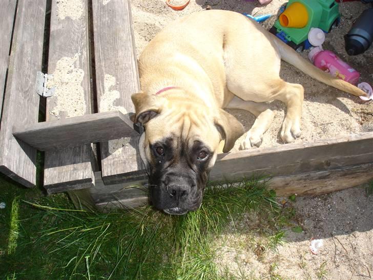 Bullmastiff Kahlua billede 14