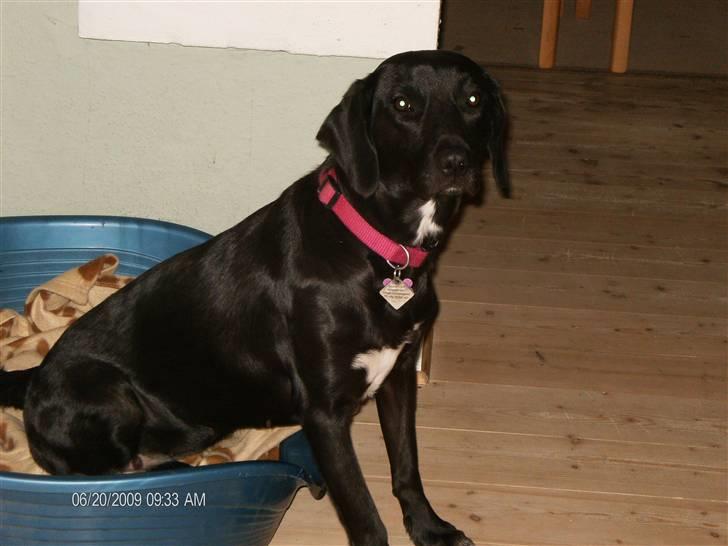 Blanding af racer Dolly billede 1