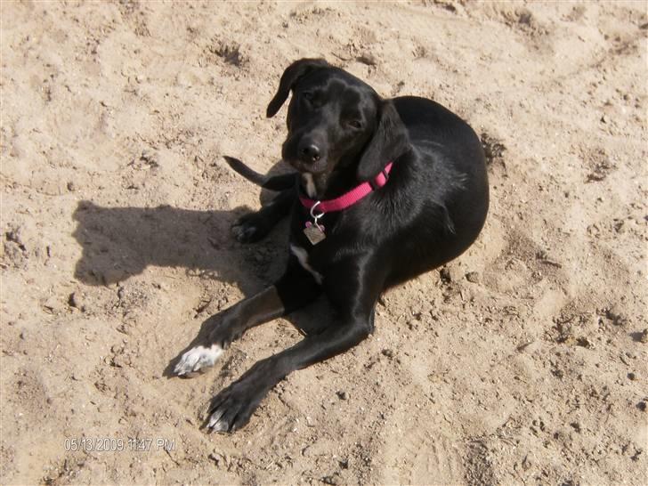 Blanding af racer Dolly billede 2