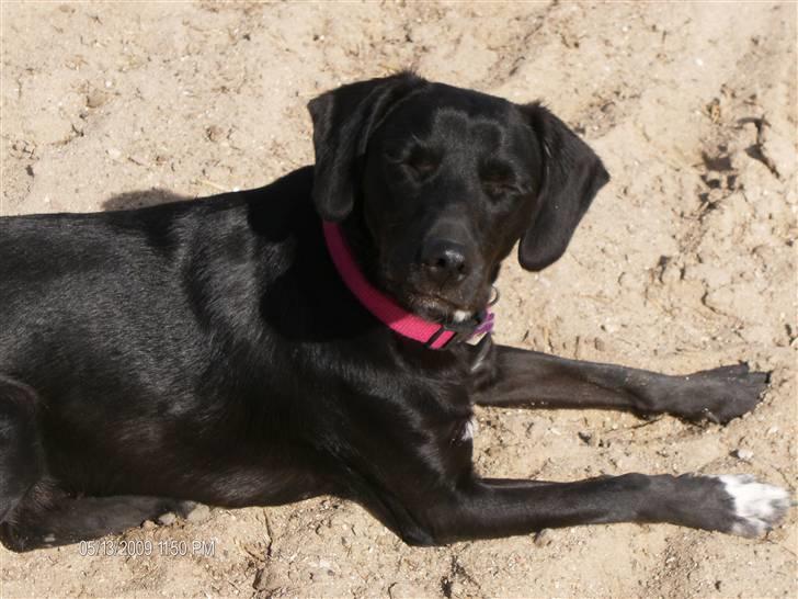 Blanding af racer Dolly billede 3